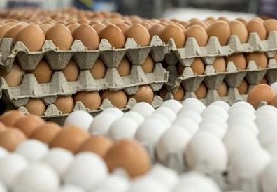 أسعار البيض اليوم